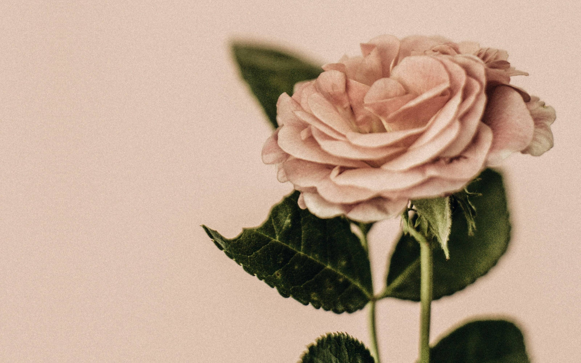 Placeholder hero floral image